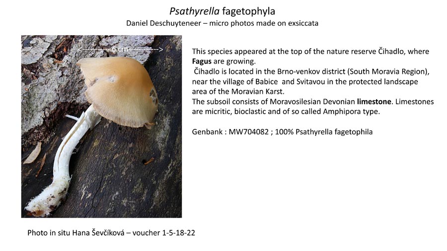 Psathyrella fagetophila