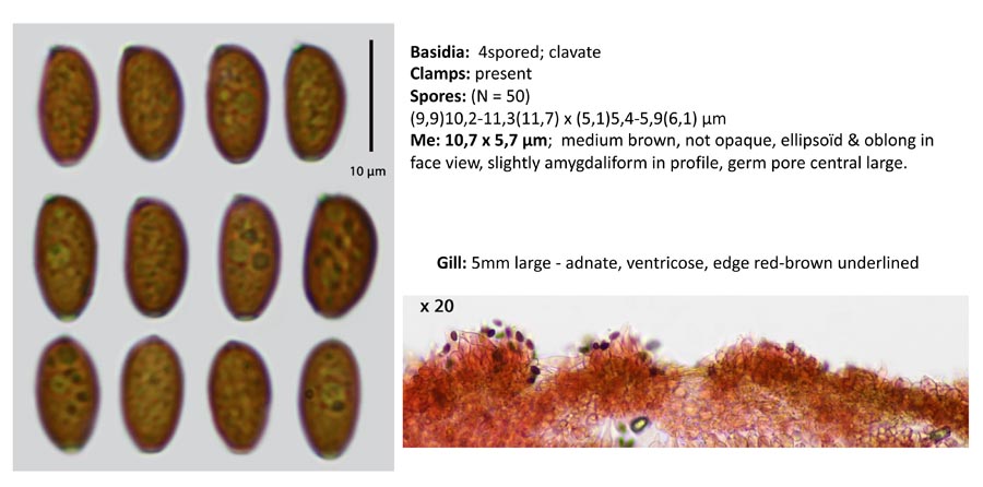 Psathyrella fagetophila