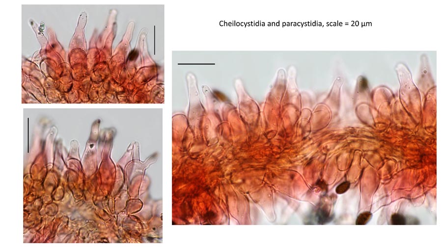 Psathyrella fagetophila