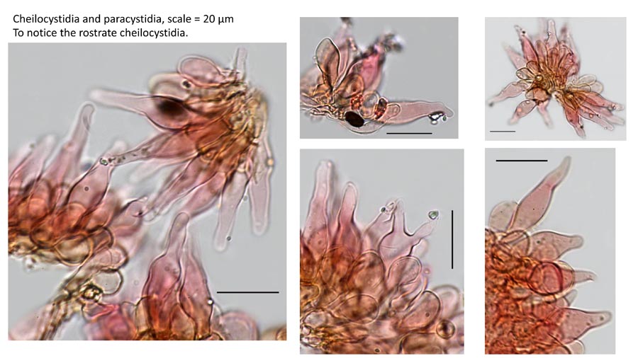 Psathyrella fagetophila