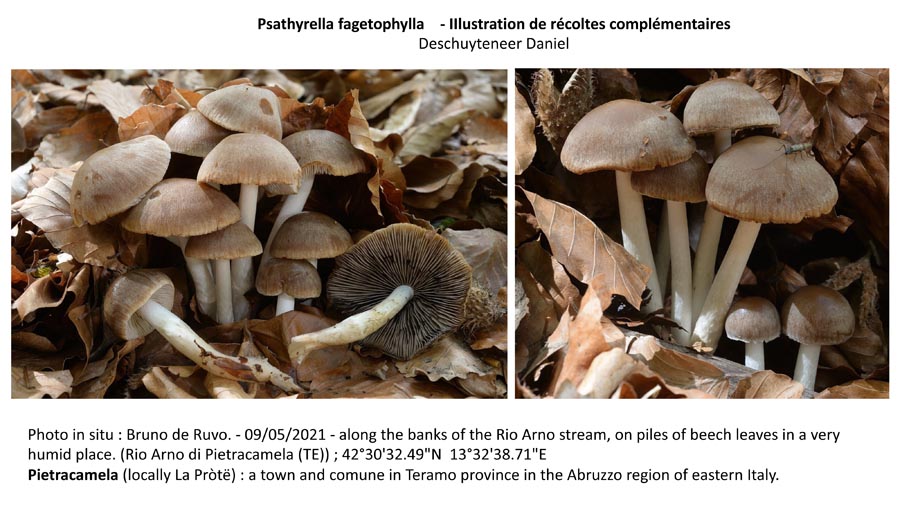 Psathyrella fagetophila