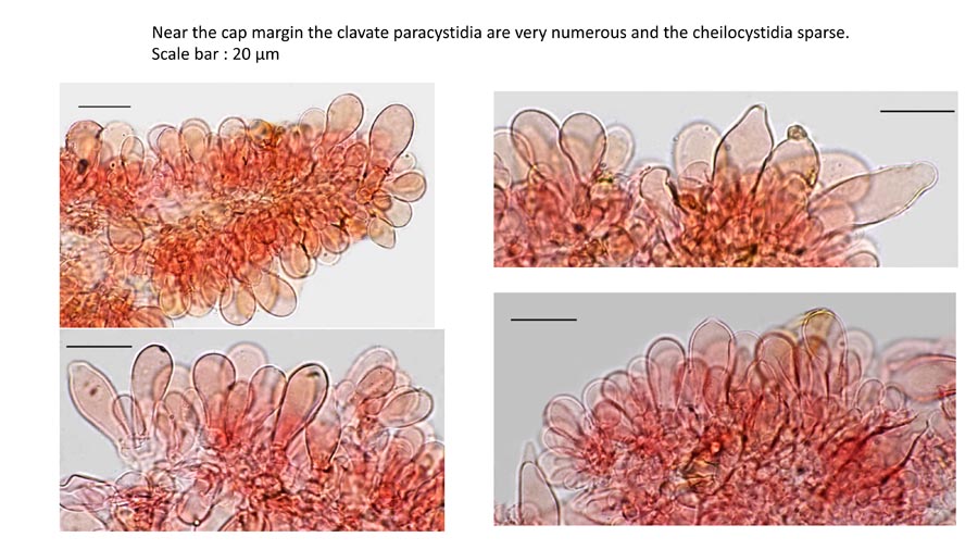 Psathyrella fagetophila