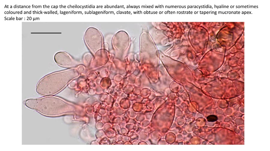 Psathyrella fagetophila