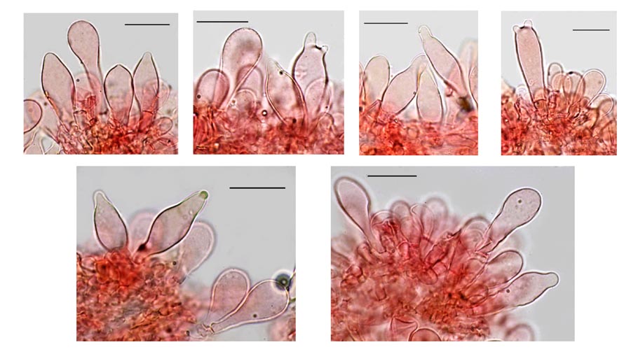 Psathyrella fagetophila