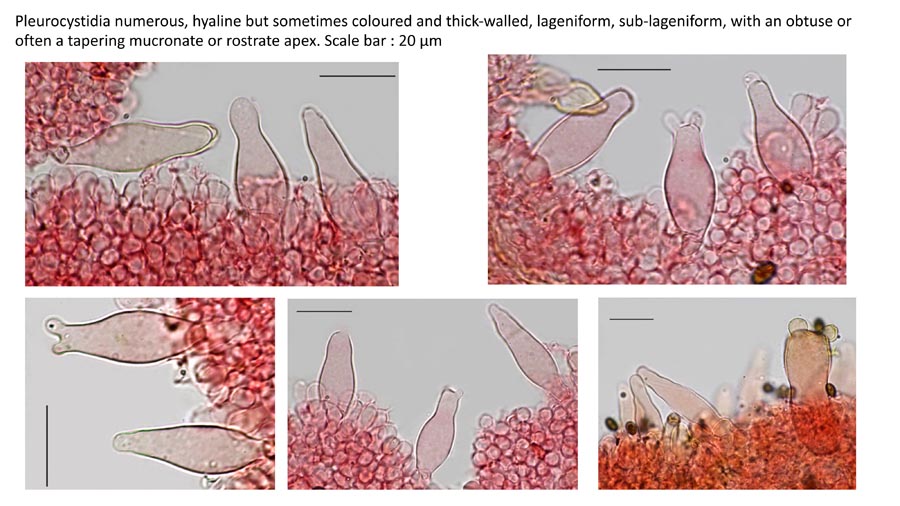 Psathyrella fagetophila