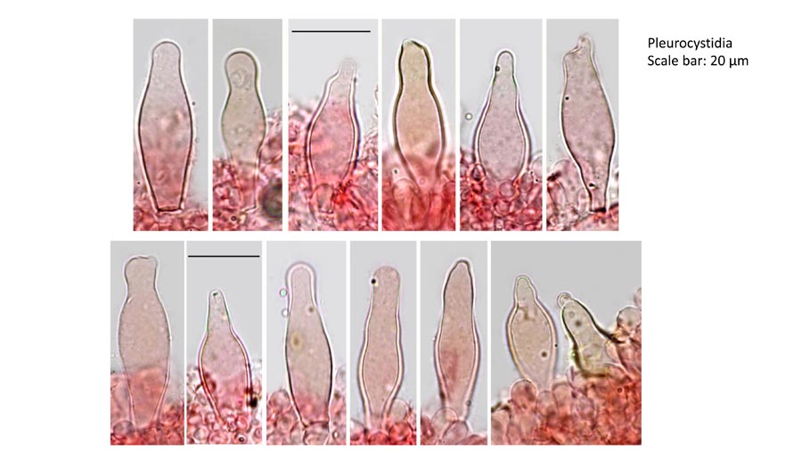 Psathyrella fagetophila