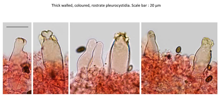 Psathyrella fagetophila