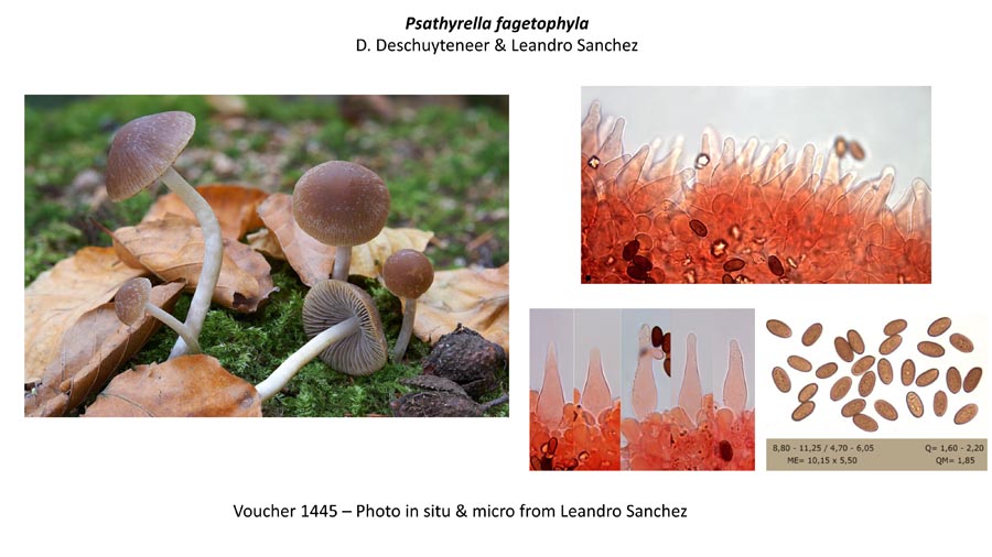 Psathyrella fagetophila