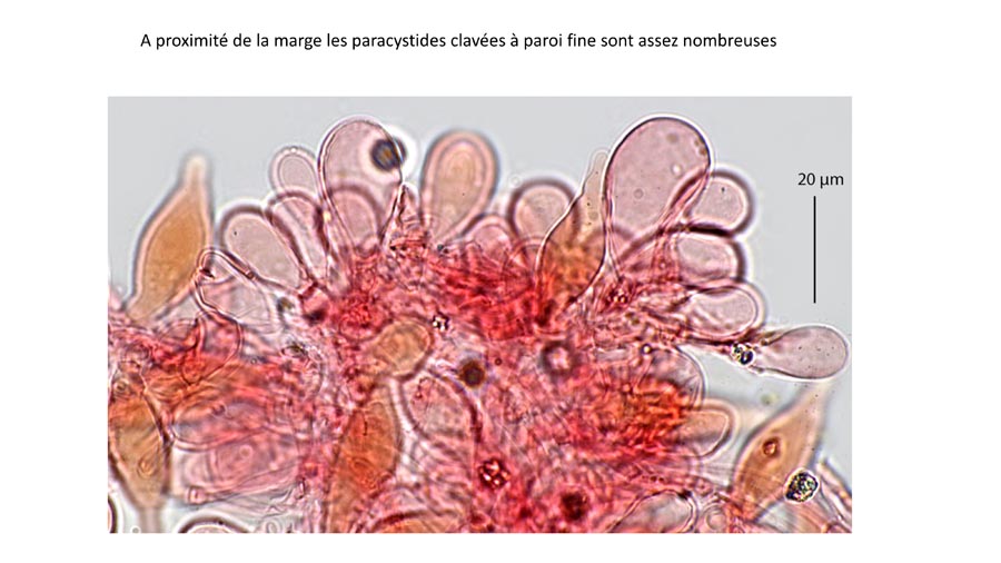 Psathyrella fagetophila