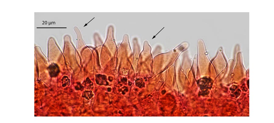 Psathyrella fagetophila