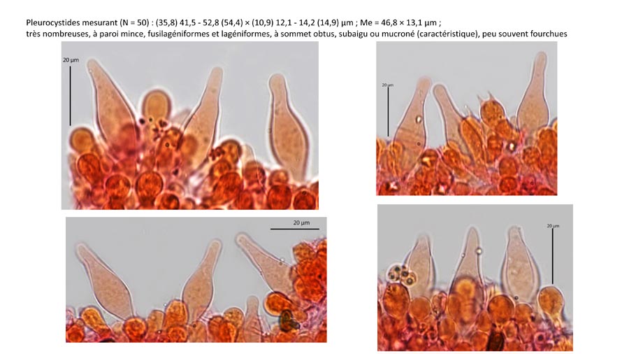 Psathyrella fagetophila