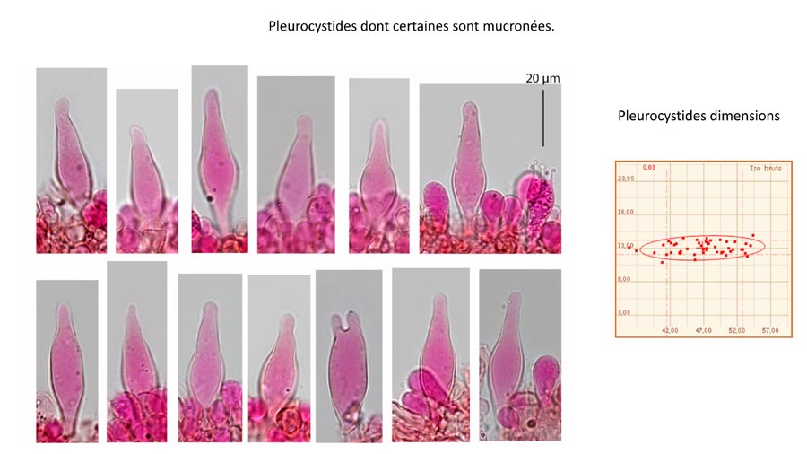 Psathyrella fagetophila