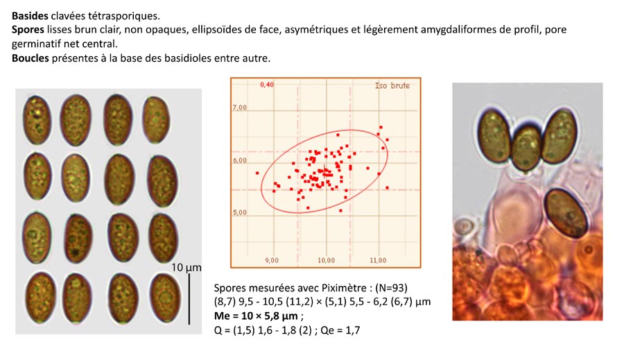 Psathyrella fagetophila