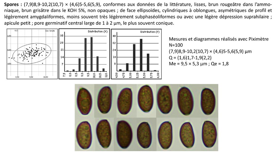 Psathyrella fagetophila