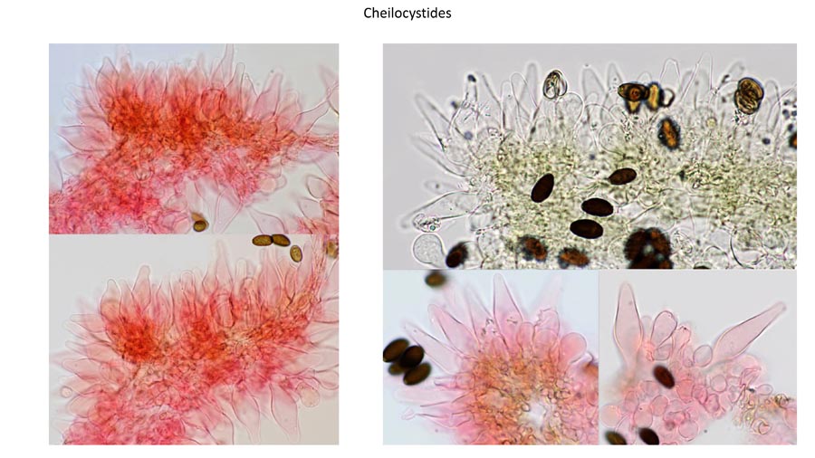 Psathyrella fagetophila