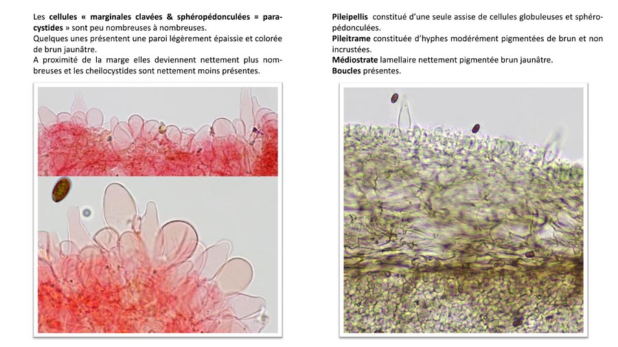 Psathyrella fagetophila