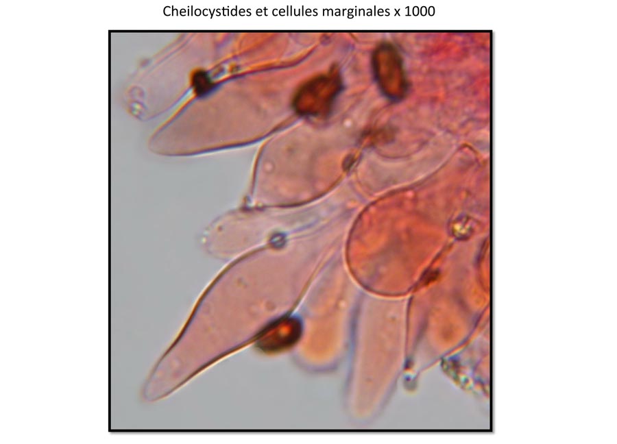 Psathyrella fibrillosa