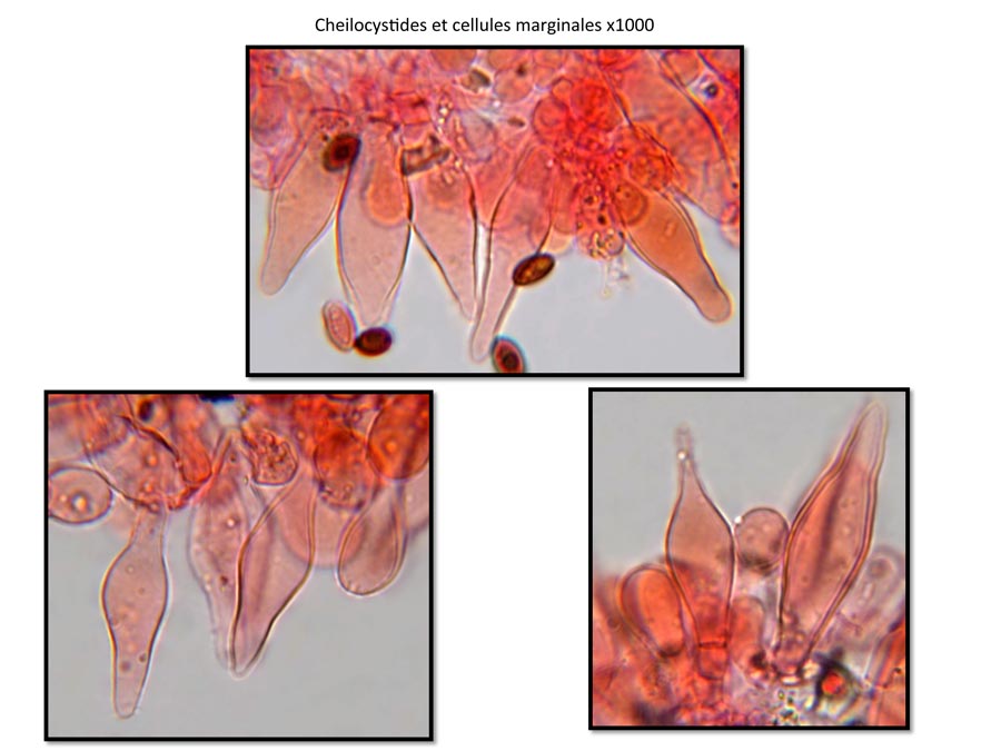 Psathyrella fibrillosa