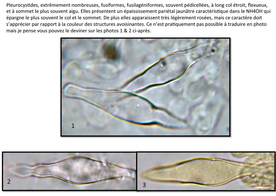 Psathyrella fibrillosa