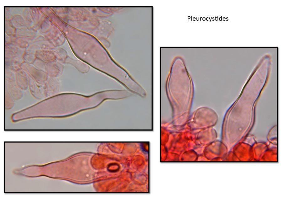 Psathyrella fibrillosa