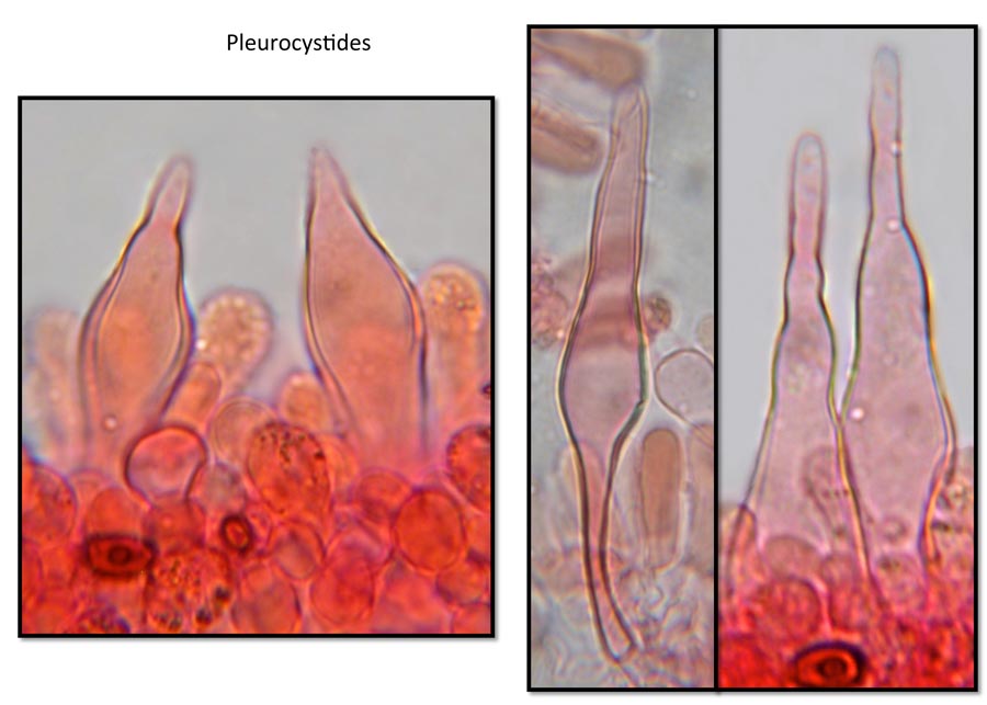 Psathyrella fibrillosa