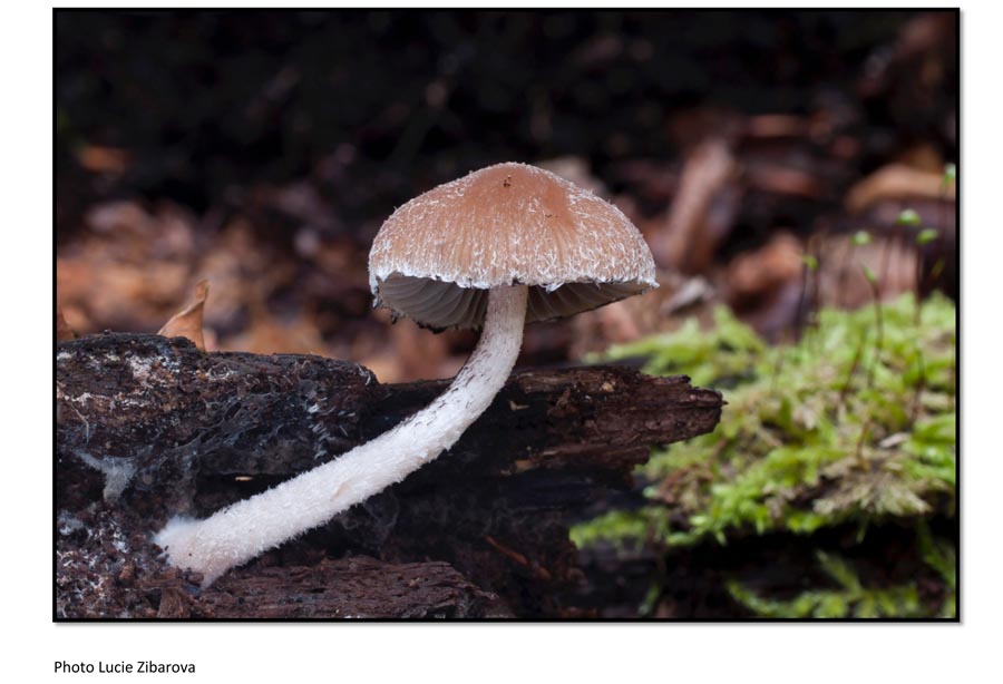 Psathyrella fibrillosa