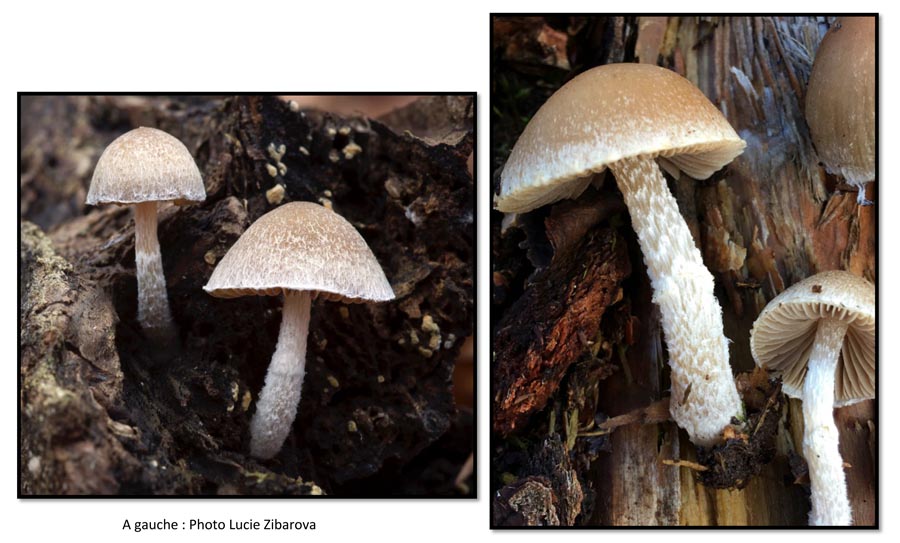 Psathyrella fibrillosa