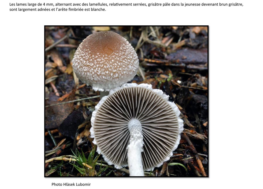 Psathyrella fibrillosa