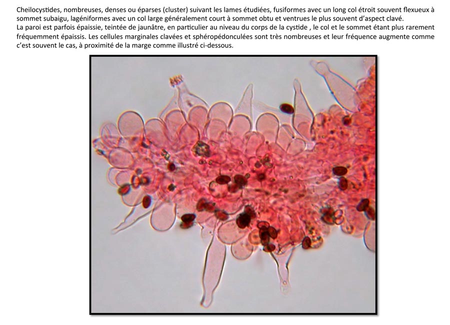 Psathyrella fibrillosa