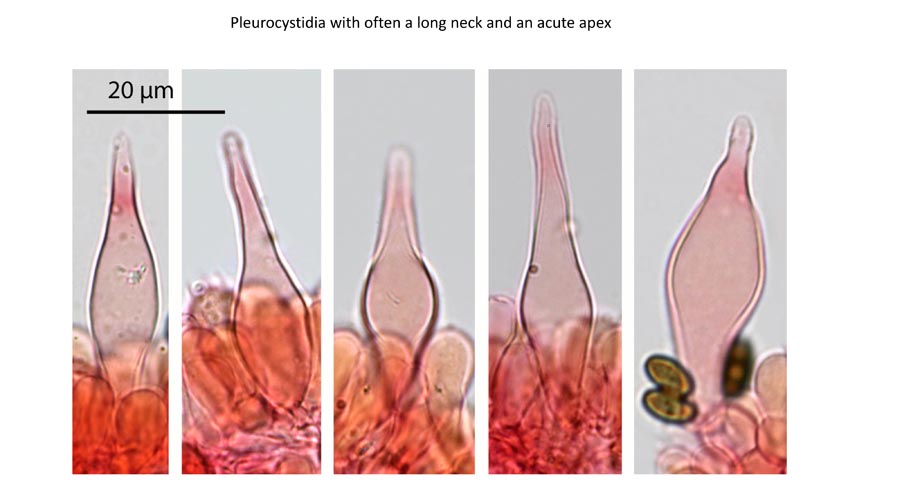 Psathyrella flexispora