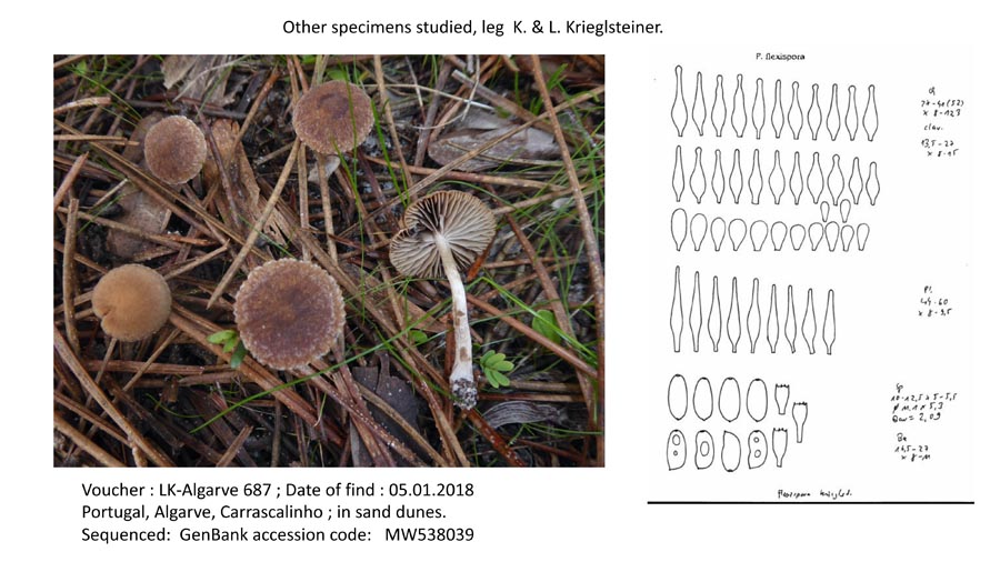 Psathyrella flexispora