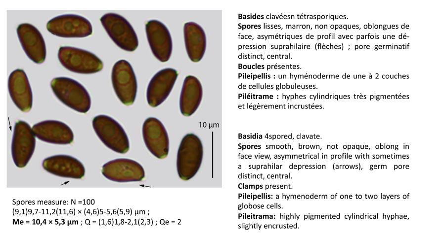 Psathyrella flexispora