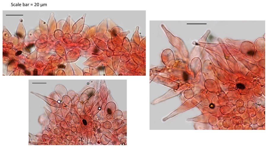 Psathyrella flexispora