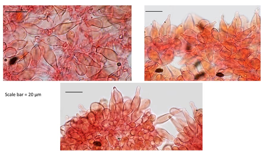 Psathyrella flexispora