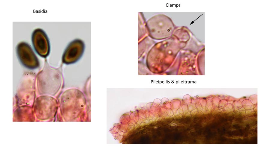 Psathyrella flexispora