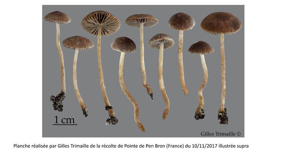 Psathyrella flexispora