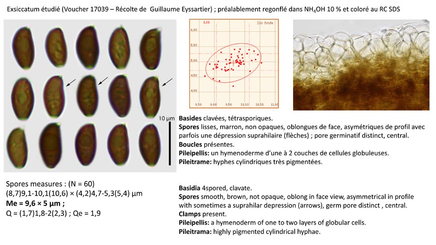 Psathyrella flexispora