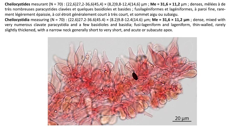 Psathyrella flexispora