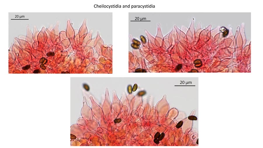 Psathyrella flexispora