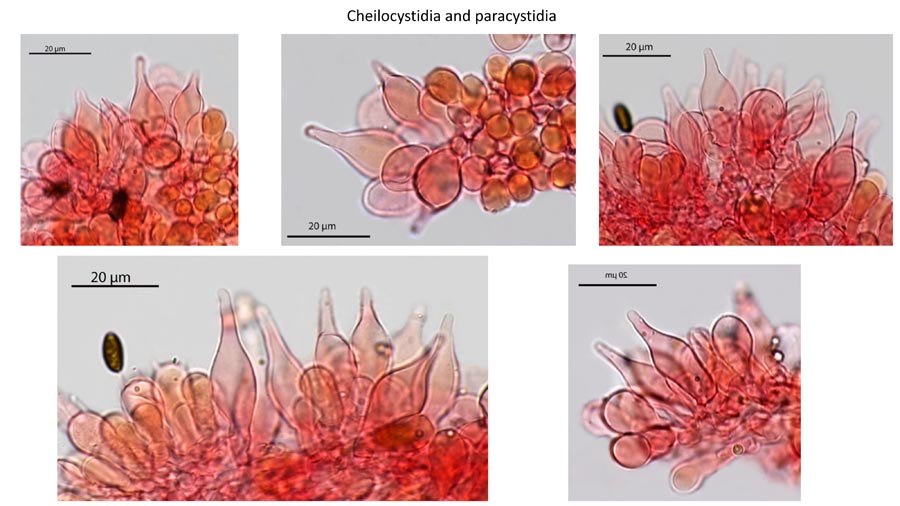 Psathyrella flexispora