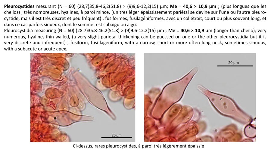 Psathyrella flexispora