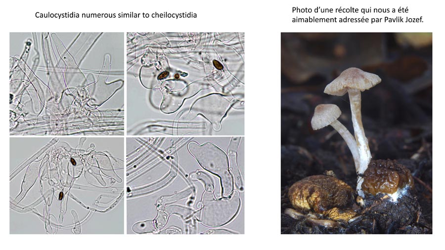 Psathyrella globosivelata