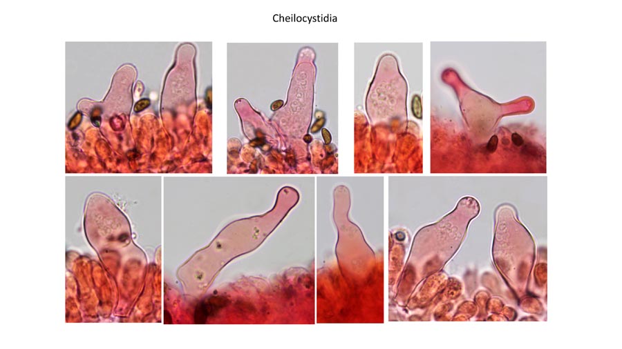 Psathyrella globosivelata