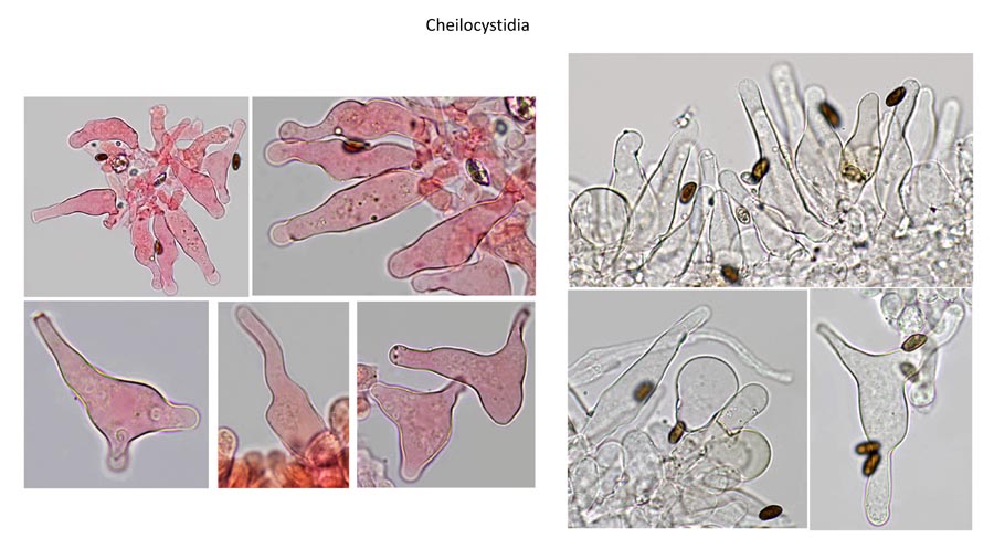 Psathyrella globosivelata