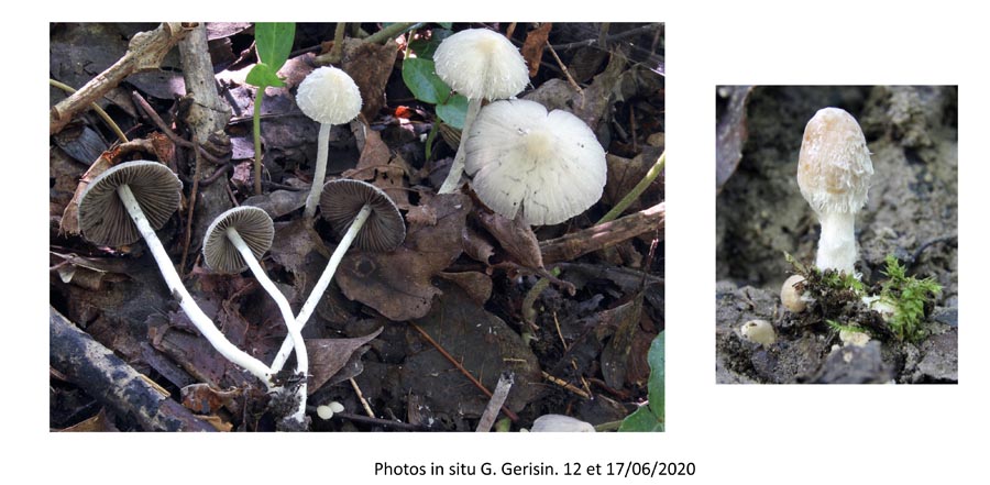 Psathyrella gordonii