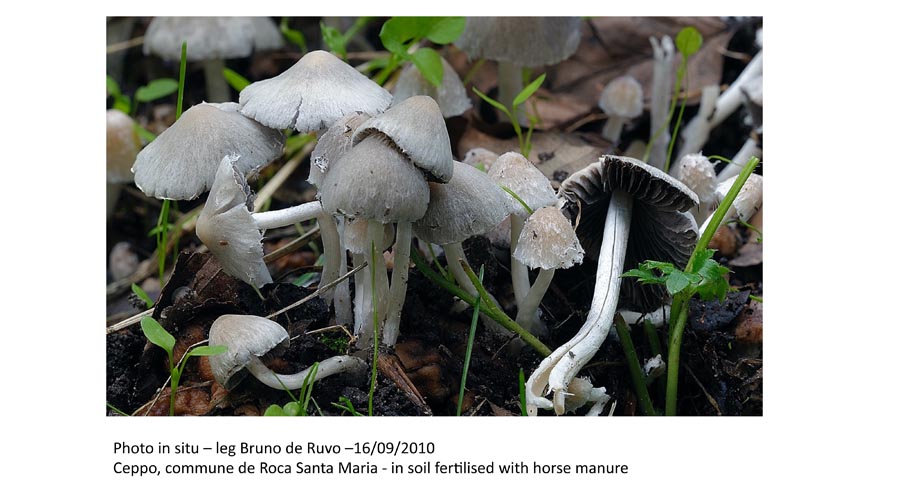 Psathyrella gordonii