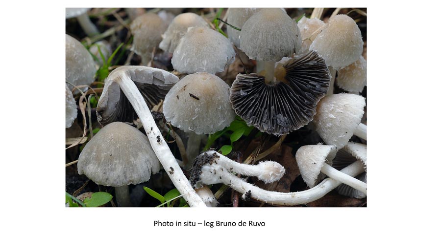 Psathyrella gordonii