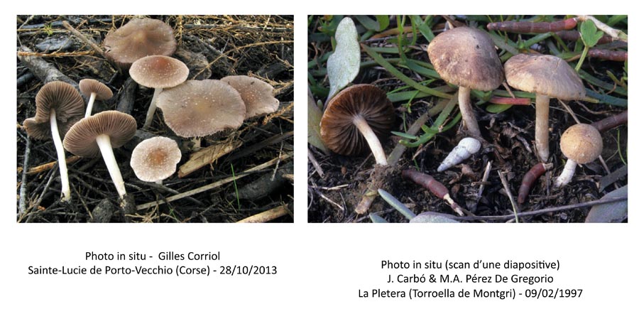 Psathyrella halophila