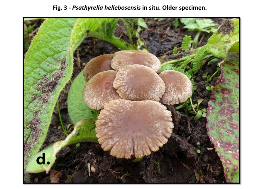 Psathyrella hellebosensis (D. Deschuyteneer)