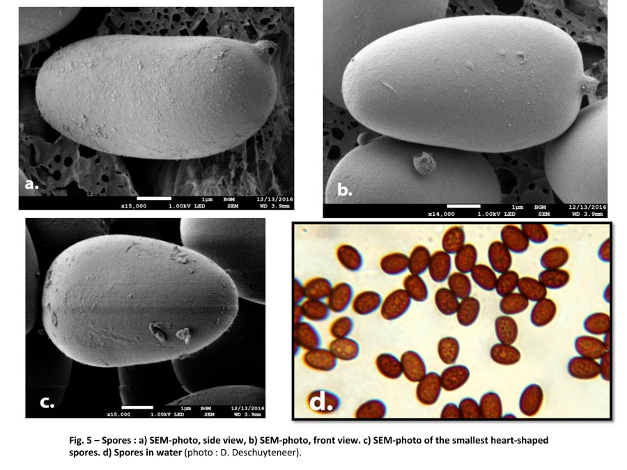 Psathyrella hellebosensis (D. Deschuyteneer)